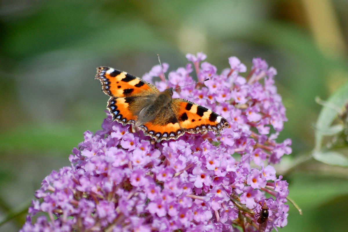 Aglais Urticae