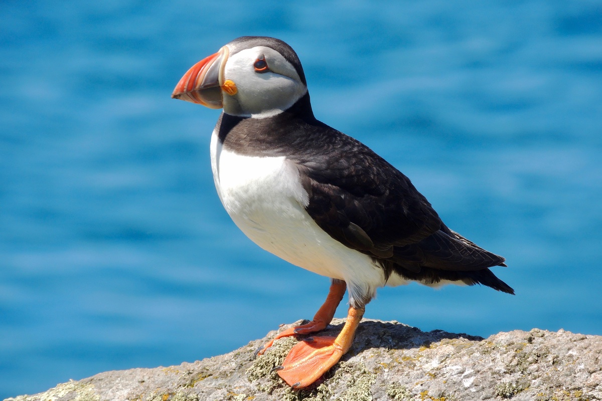 The puffins at Skomer